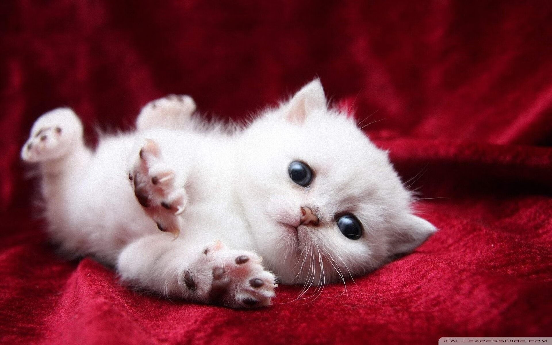 弗赖堡体能储备优秀支持高频进攻，弗赖堡位置