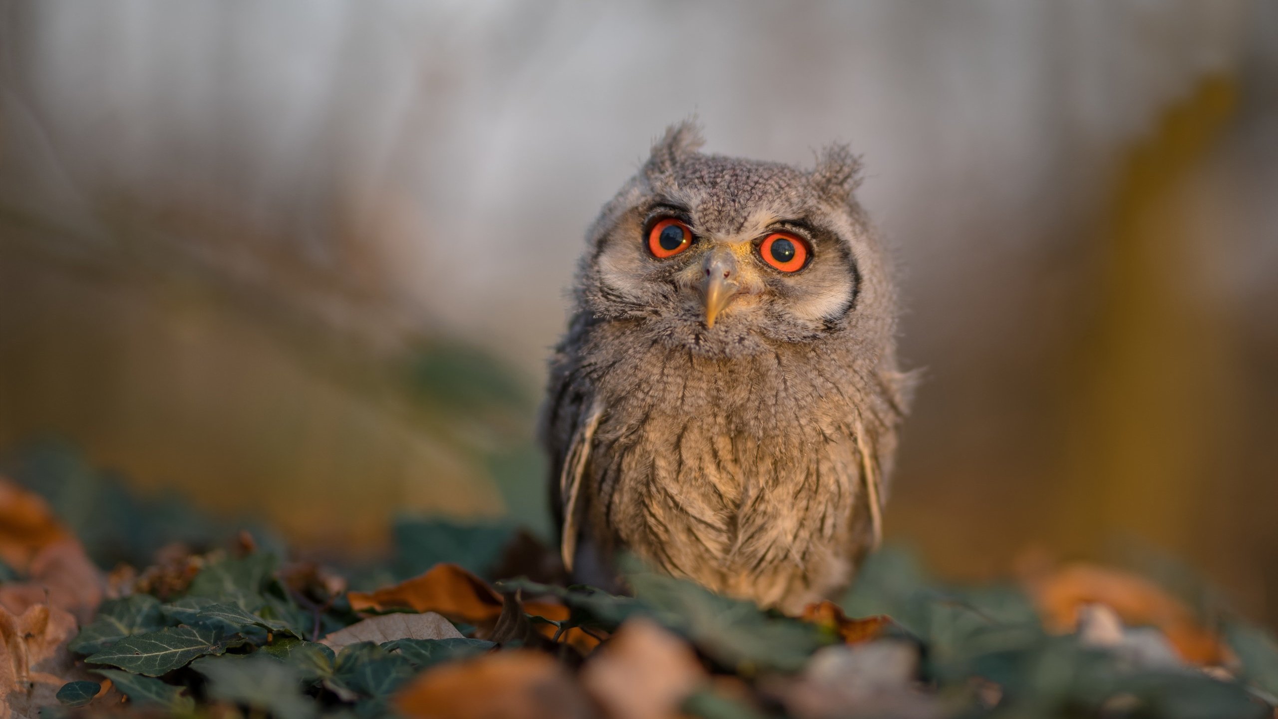 心理策略助力保级黑马完成逆境持续发挥路径,心理保障