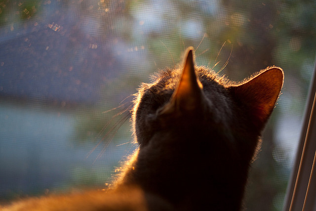 数据无法解释的决策是否仍影响联赛发展趋势，数据解密不正确