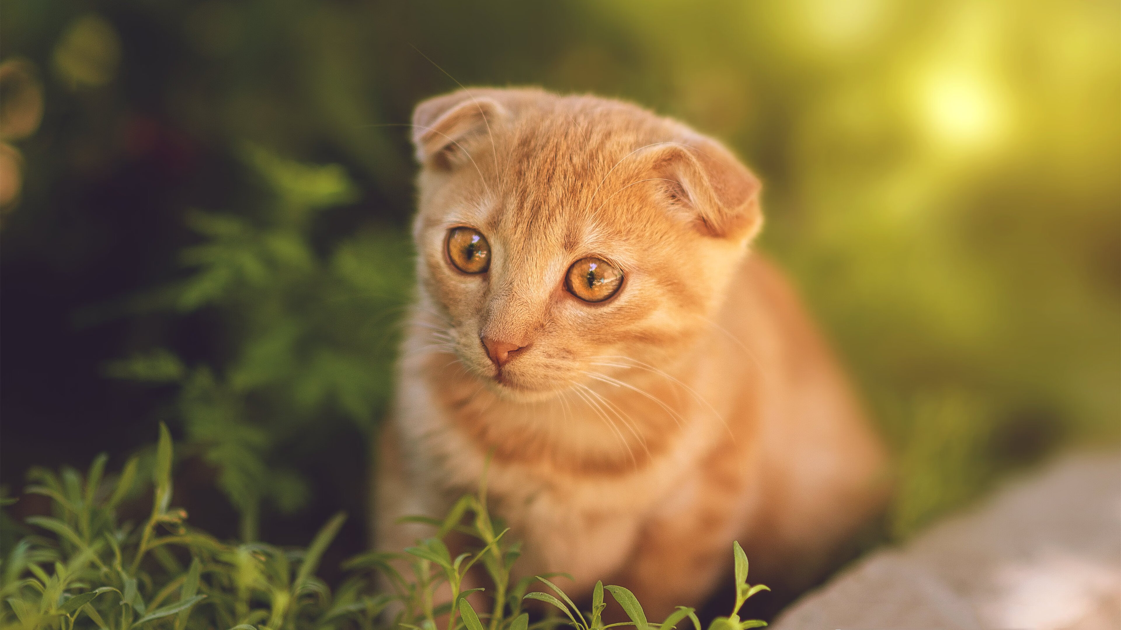 杨瀚森全能表现获得媒体一致好评，杨翰简历