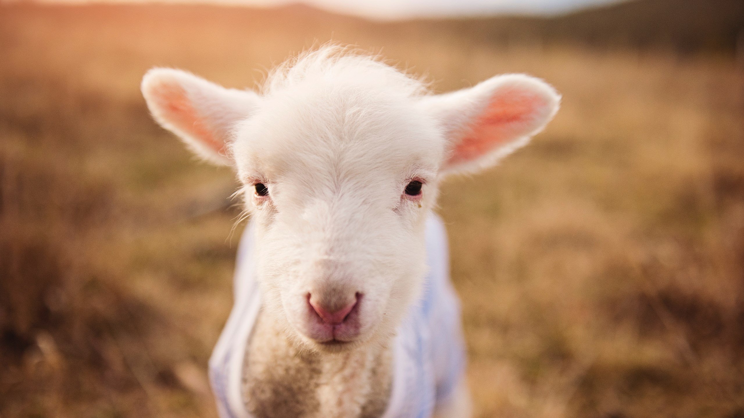 星空娱乐棋牌-全黑队的快速推进和精准进攻令人防不胜防，全黑通关
